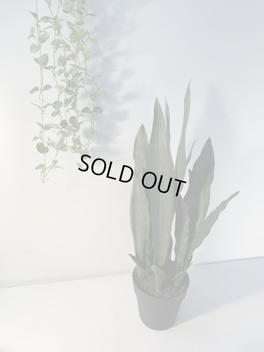 画像6: サンセベリア１ (6)