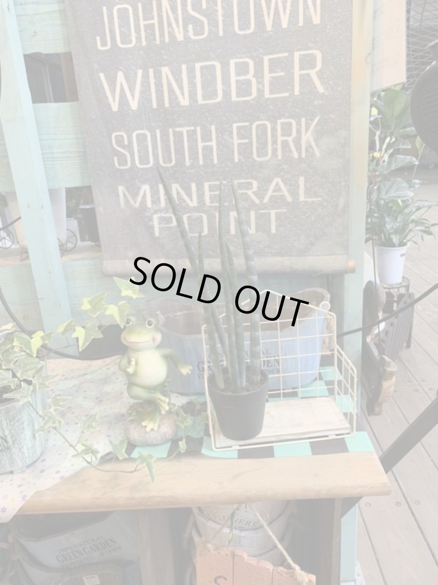 画像3: サンセベリア2 (3)