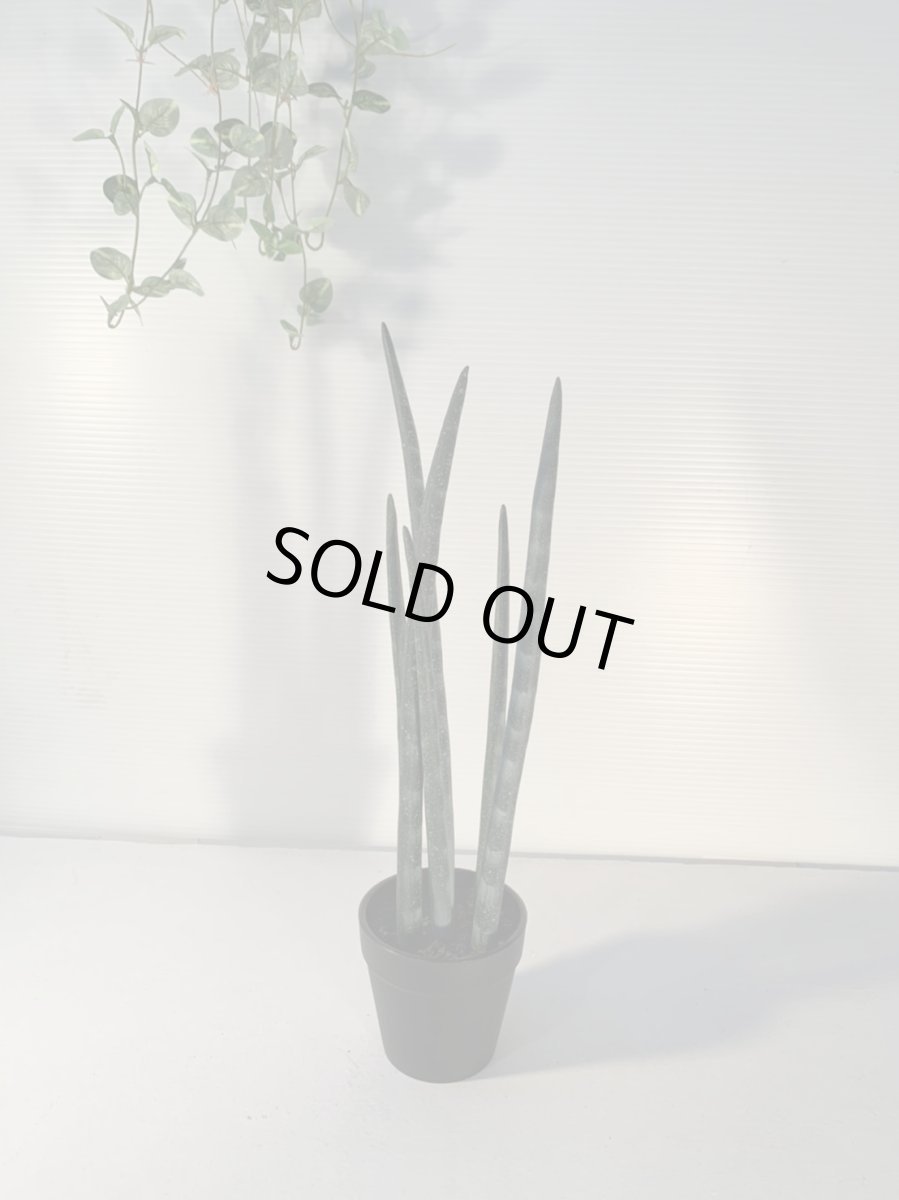 画像4: サンセベリア2 (4)