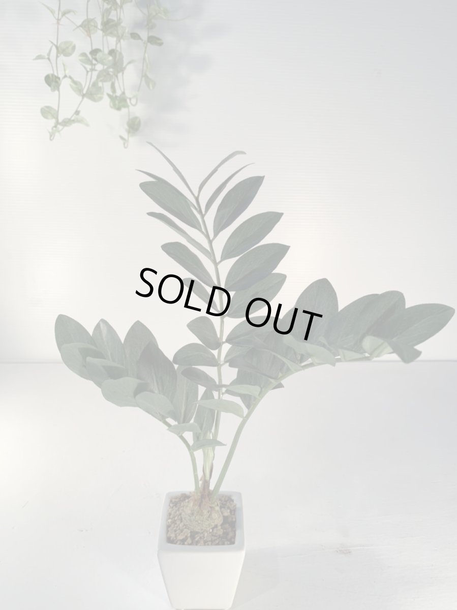 画像4: フェイクミニ観葉1 (4)