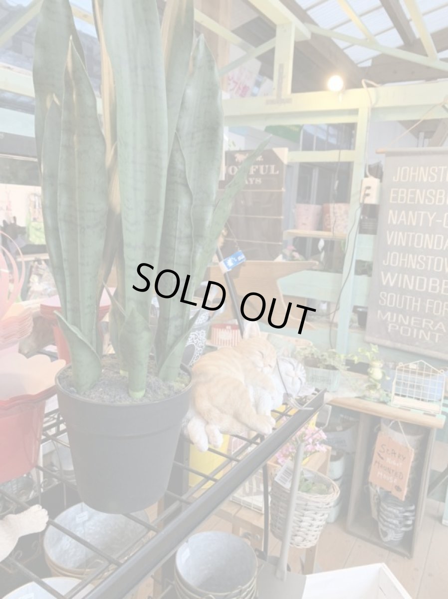 画像3: サンセベリア１ (3)