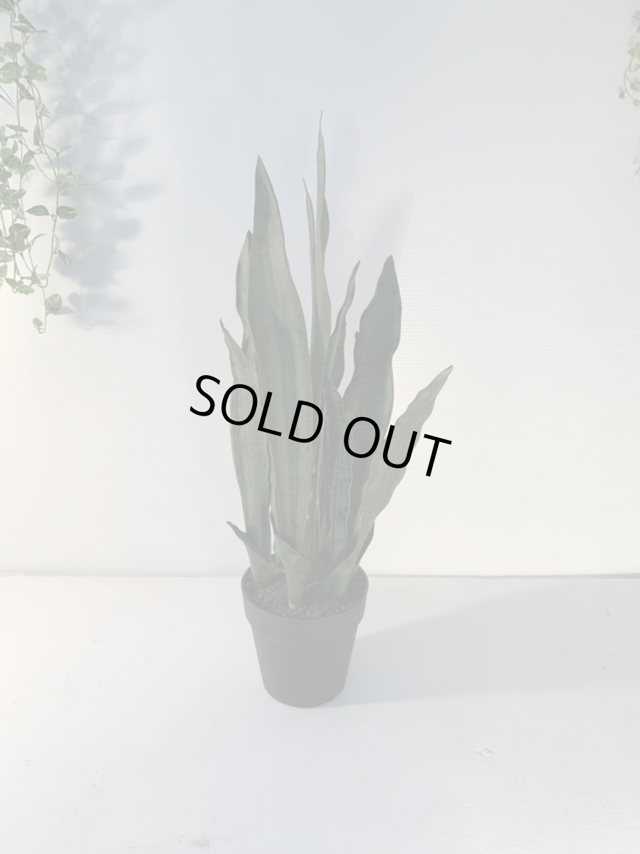 画像4: サンセベリア１ (4)