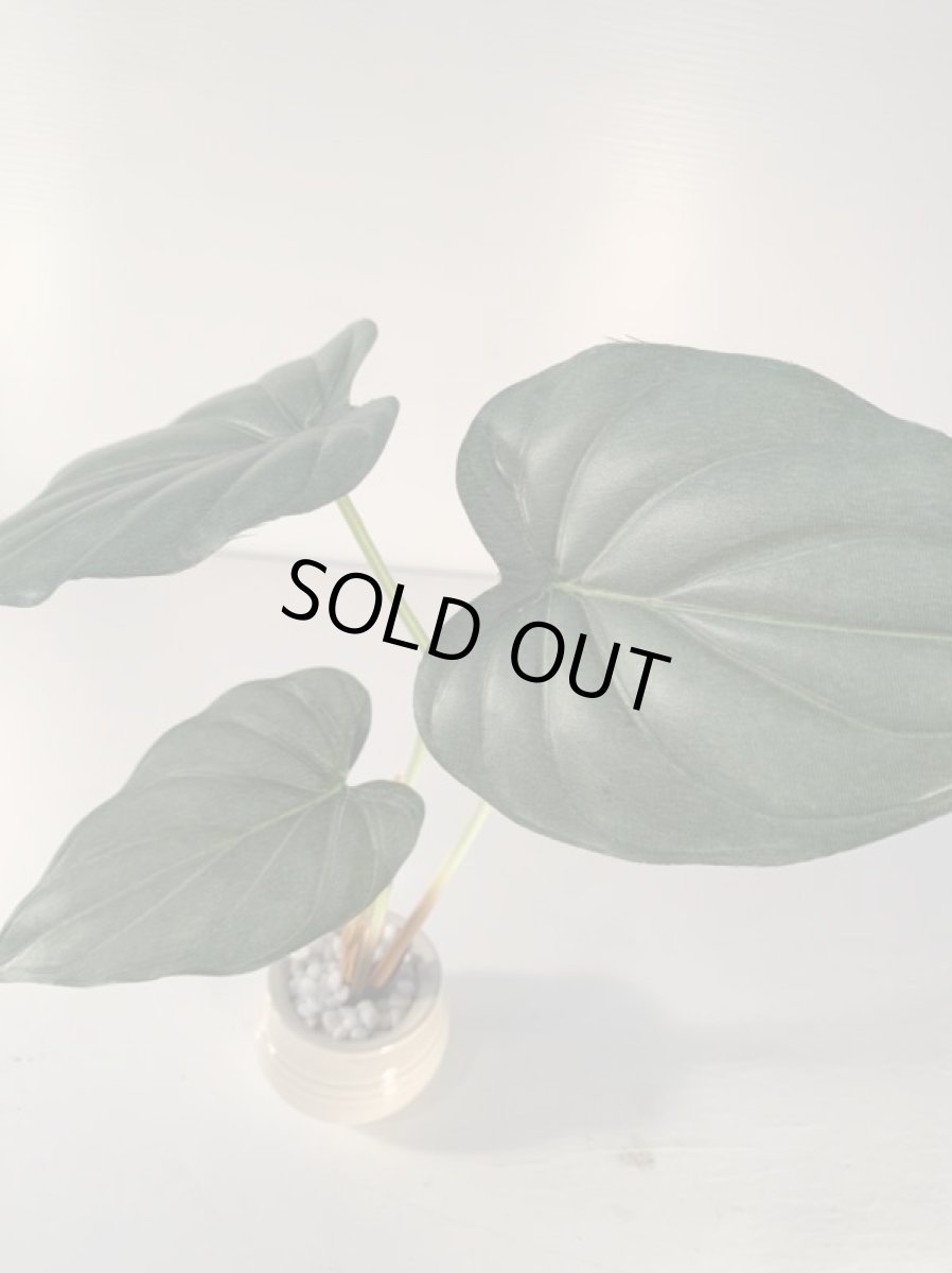 画像5: フェイクミニ観葉2 (5)