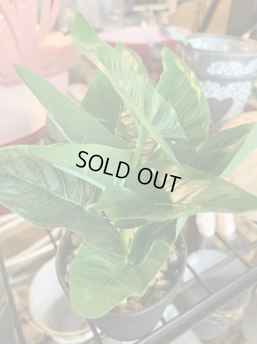 画像2: フェイクミニ観葉3 (2)