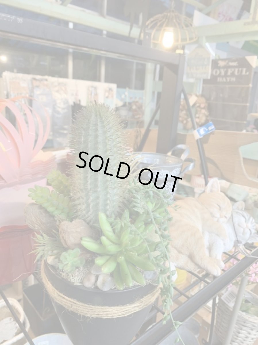 画像2: 多肉植物寄植え１ (2)