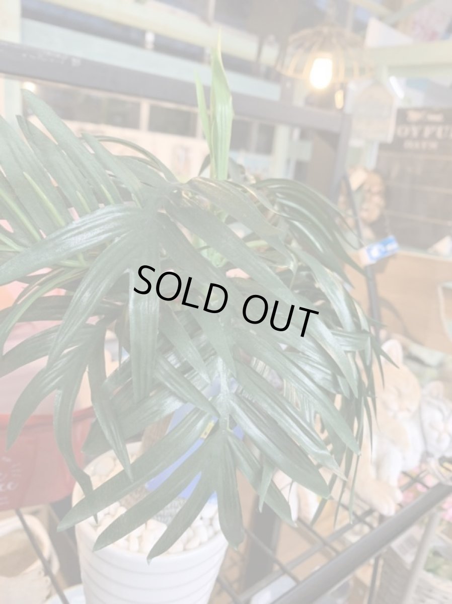 画像3: フェイクミニ観葉　光触媒　１ (3)