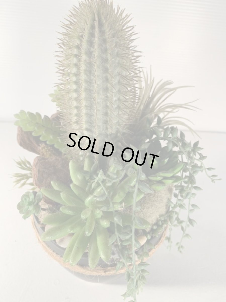 画像6: 多肉植物寄植え１ (6)