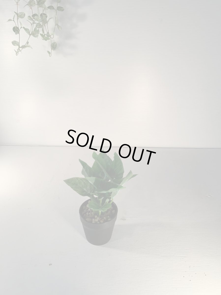 画像5: フェイクミニ観葉3 (5)