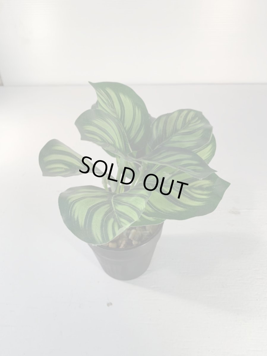 画像4: フェイクミニ観葉4 (4)