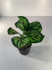 画像4: フェイクミニ観葉4 (4)