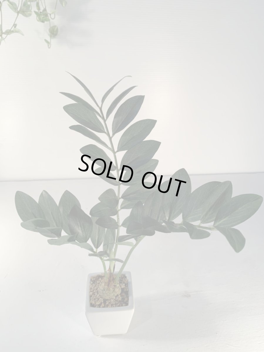 画像5: フェイクミニ観葉1 (5)