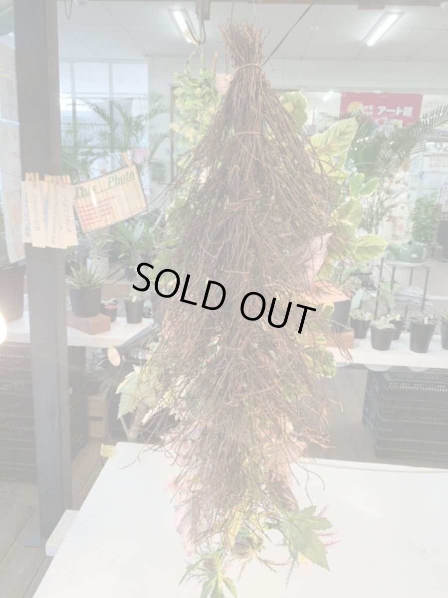 画像5: Native Native (5)