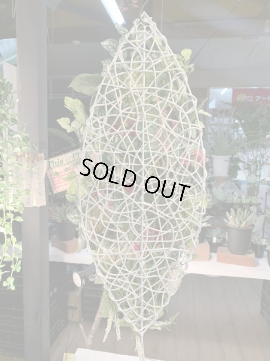 画像5: Pastel pink (5)