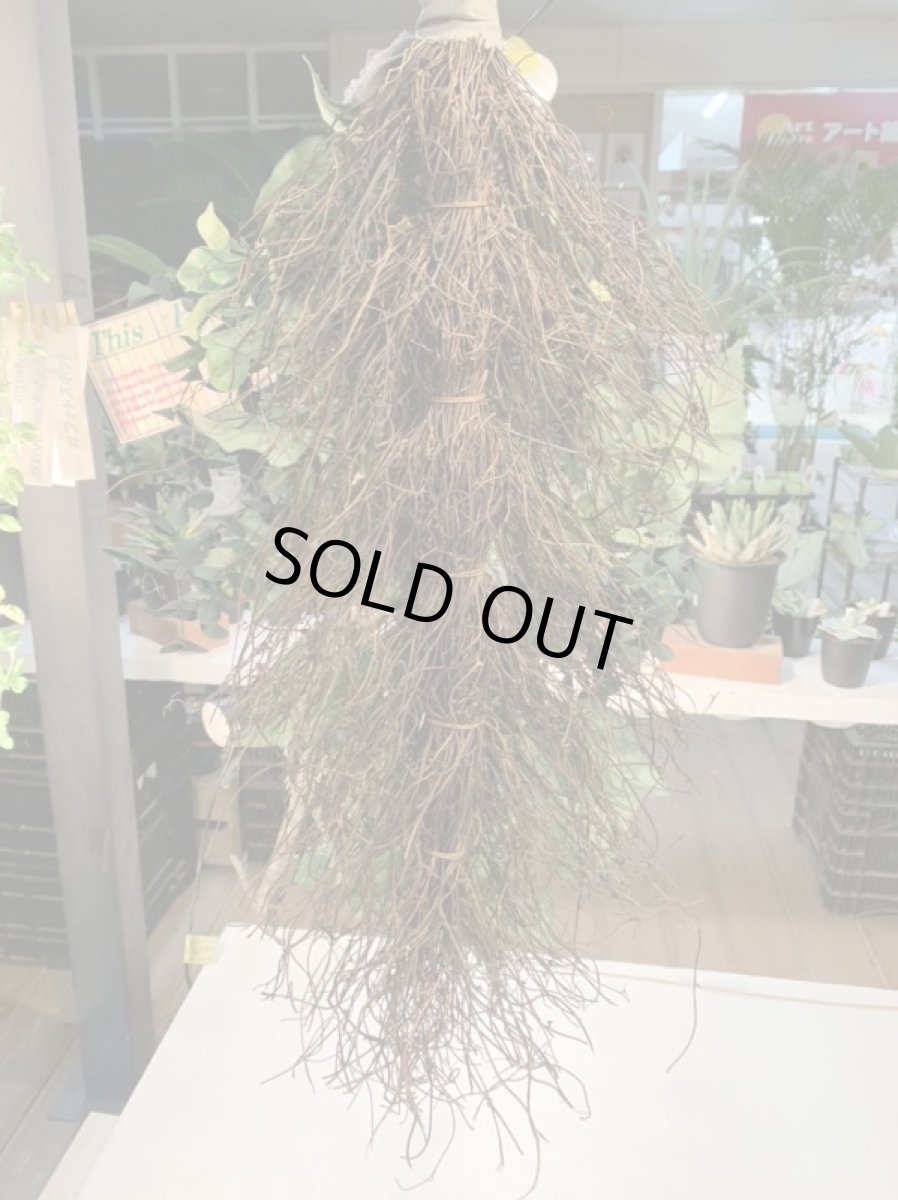 画像5: Natural gift (5)