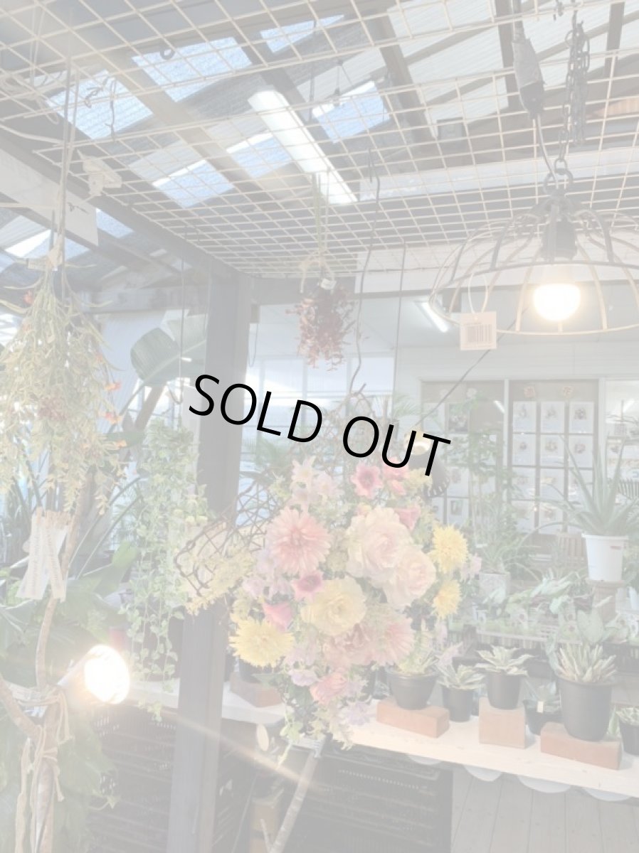 画像4: Spring　Window (4)