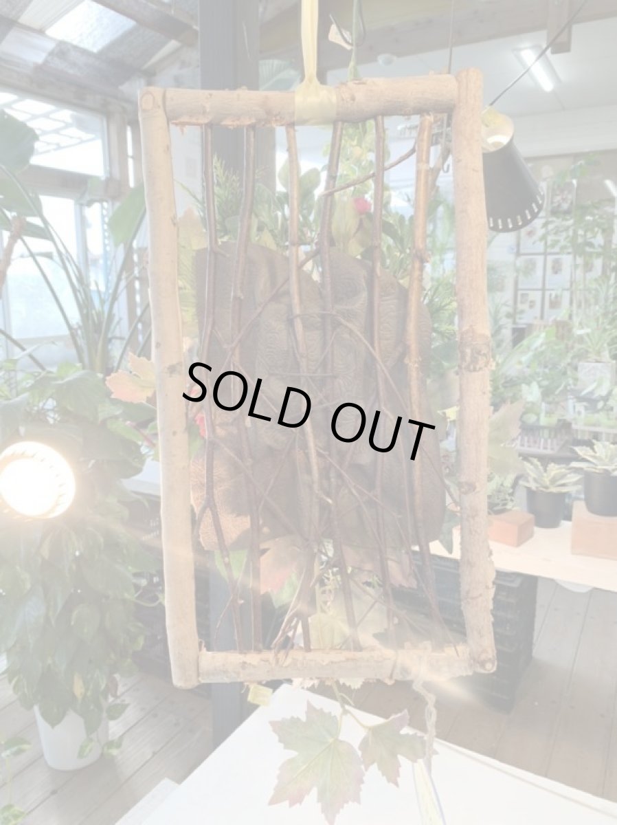 画像4: windows flower　2 (4)