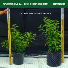 画像6: ルートプラスポット12L　50個セット (6)