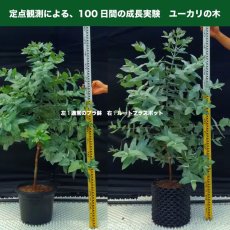 画像7: ルートプラスポット12L　50個セット (7)