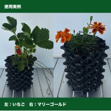 画像10: ルートプラスポット12L　50個セット (10)