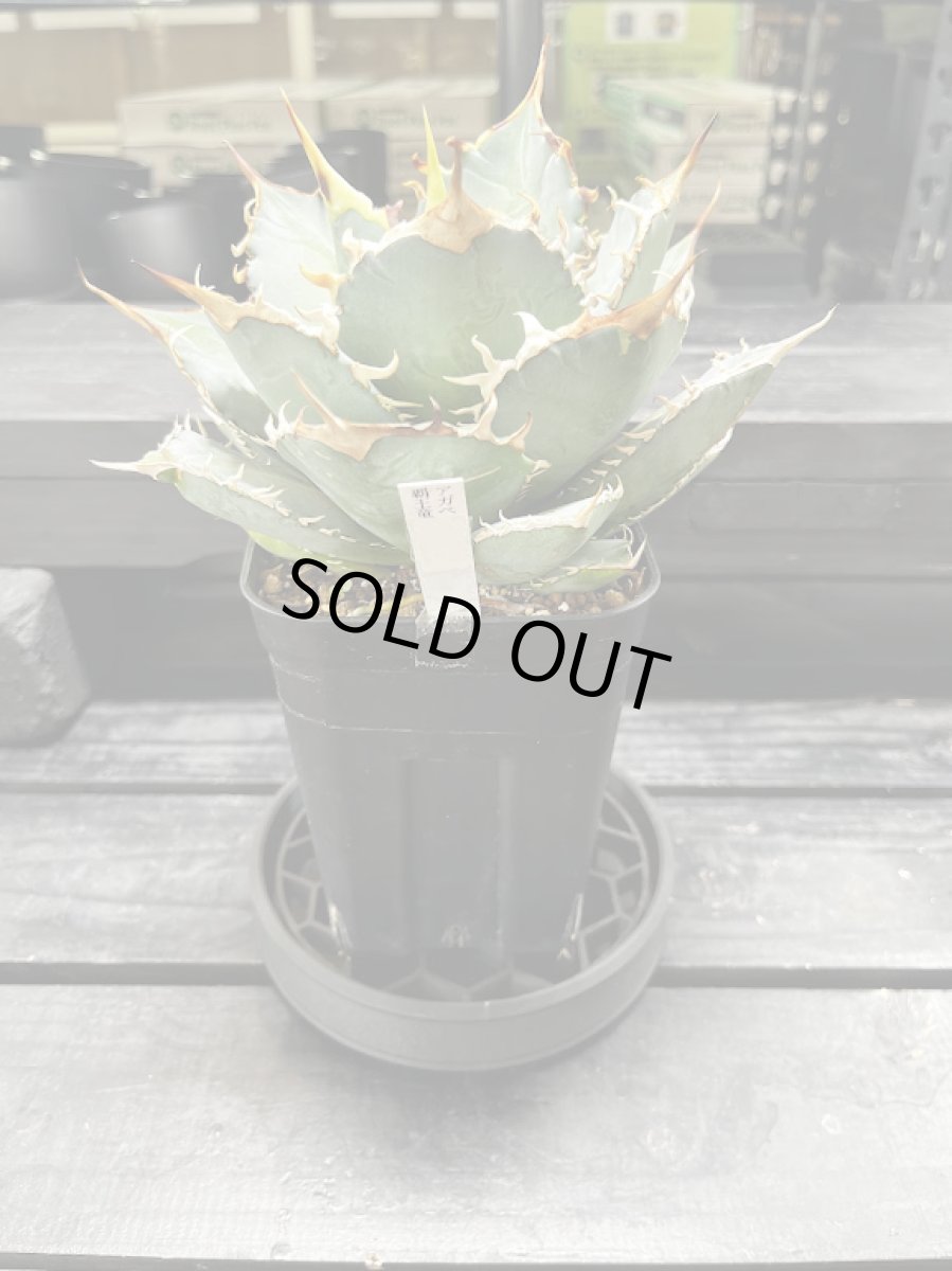 画像5: UKEZARA‘ROUND MUKU‘ LL (5)