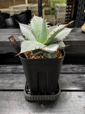 画像5: UKEZARA‘SQUARE STUDS‘ LL ブラック (クラックなし) (5)