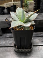画像5: UKEZARA‘SQUARE STUDS‘ LL ブラック (クラックあり) (5)