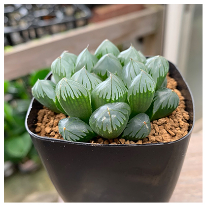 多肉植物