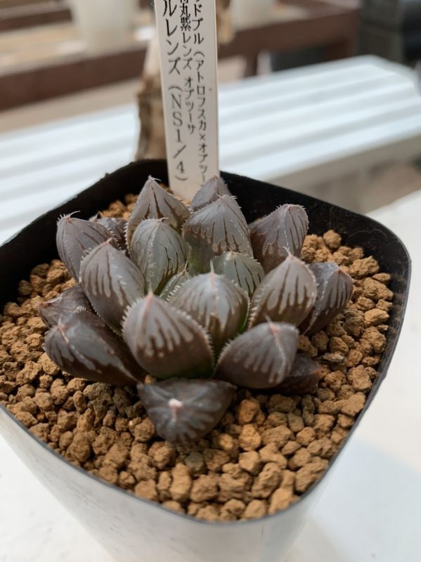 ハオルチア レッドブル アトロフスカ オブツーサ 特丸紫レンズ オブツーサ ブルレンズ Ns1 4 Anna オンラインショップ