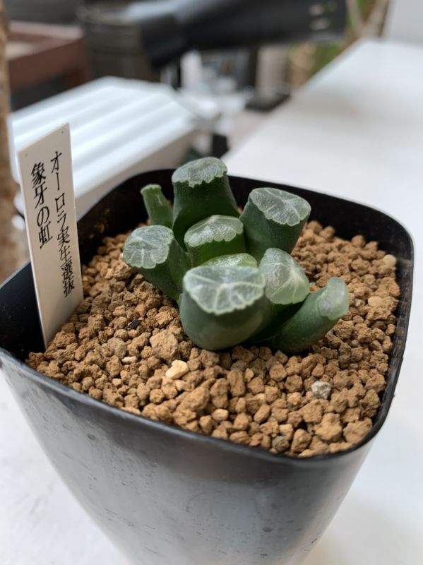 ハオルチア_コンプト×緑炎(実生未繁殖) ハオルチア実生データ確認ページ