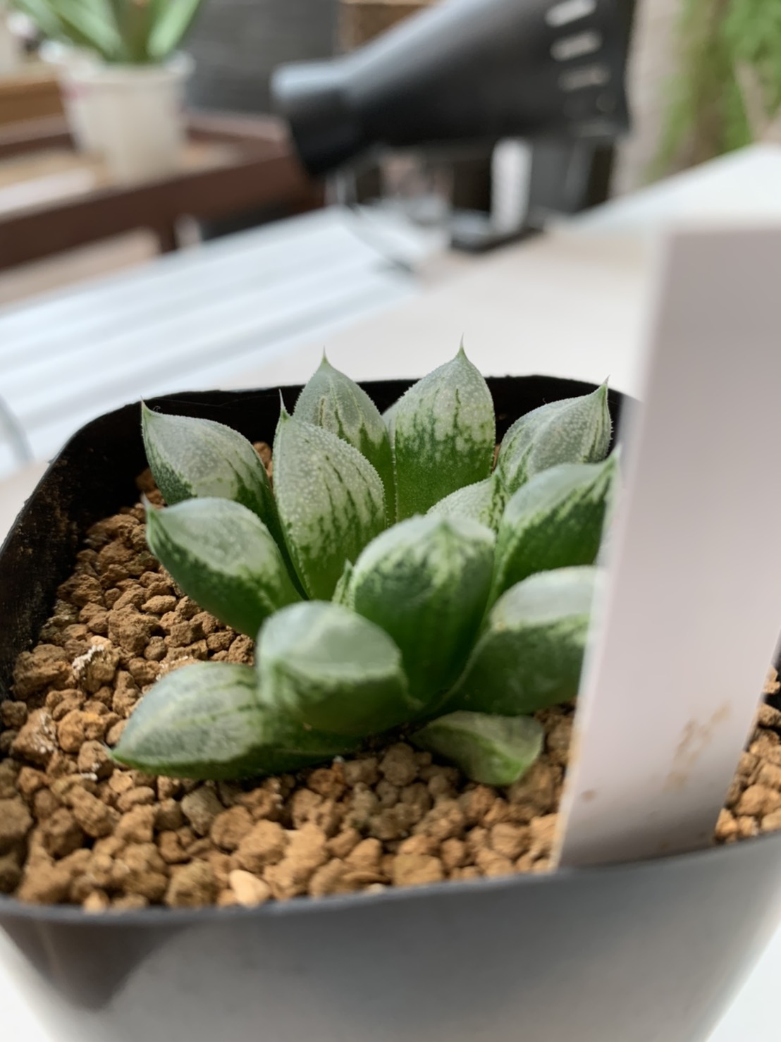 ハオルチア ハート型の特白窓 ラブハート Anna オンラインショップ